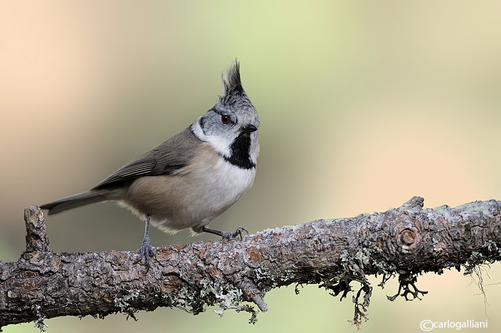 Le cince di Pontresina